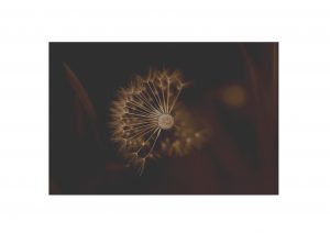 Dandelion Image used in Photoshop Training to demonstrate retro effects